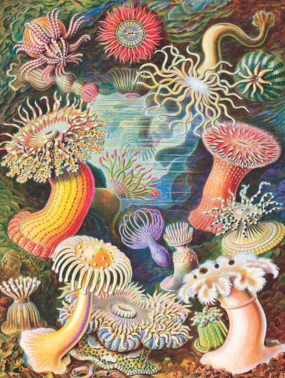 Sea Anemones - 1000 Piece Jigsaw Puzzle